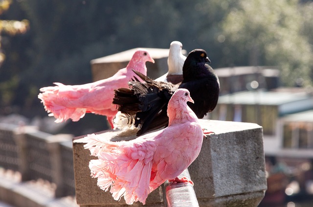 巴薩高層遊覽美國國會大廈和圖書館趣事.